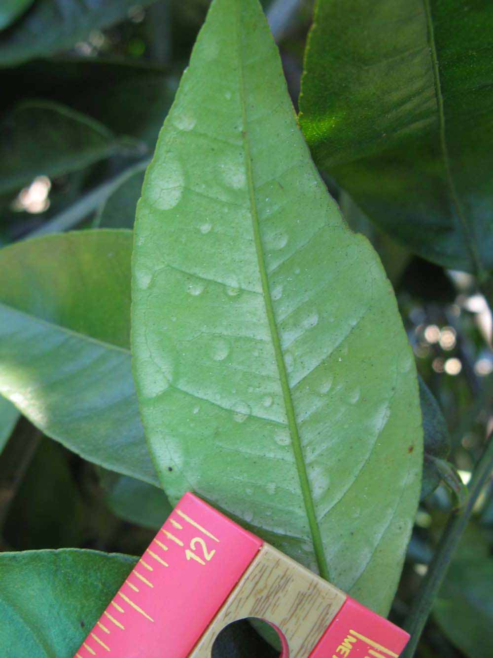                 Unifoliolate leaf (Winter Haven,   FL)   